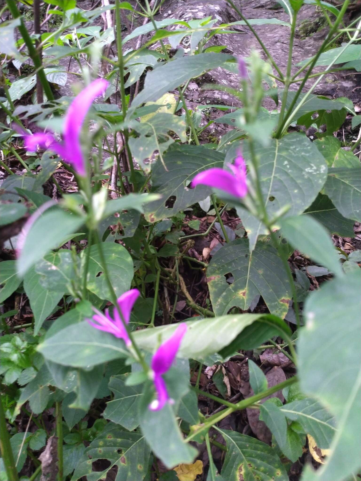 Hypoestes purpurea (L.) R. Br. resmi