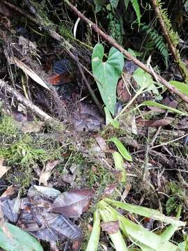 Imagem de Bothrocophias campbelli (Freire-Lascano 1991)