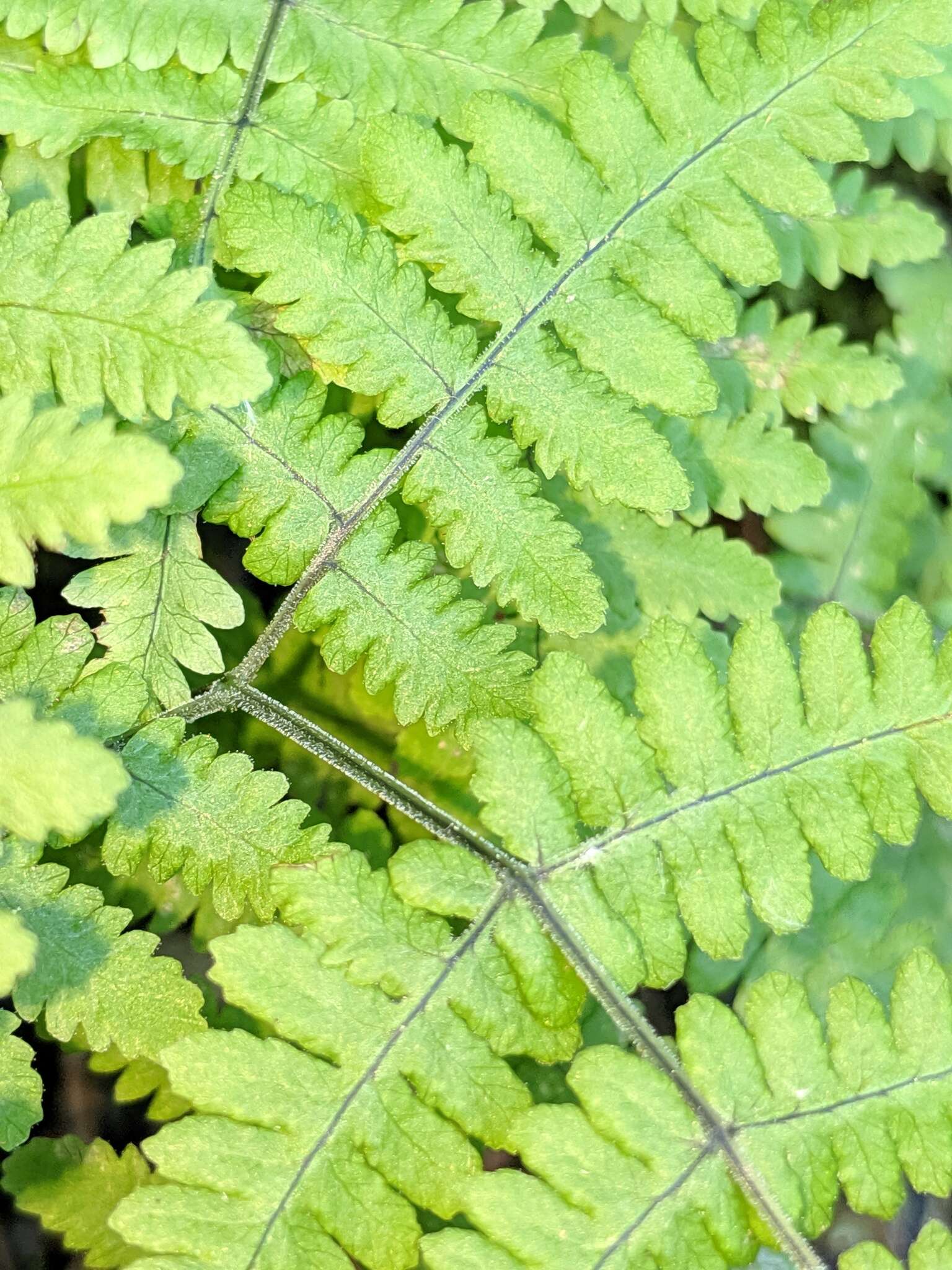 Image of scented oakfern