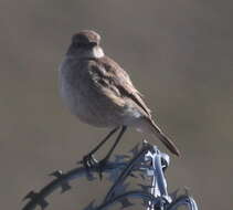 Image of Sickle-winged Chat