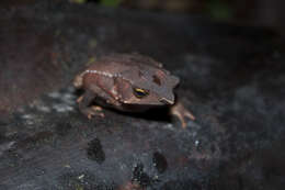 Image of Santa Rita beaked toad