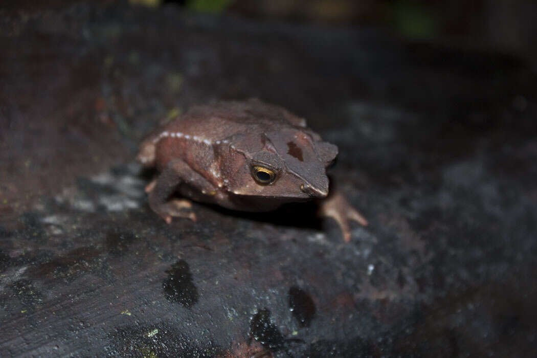 صورة Rhinella macrorhina (Trueb 1971)