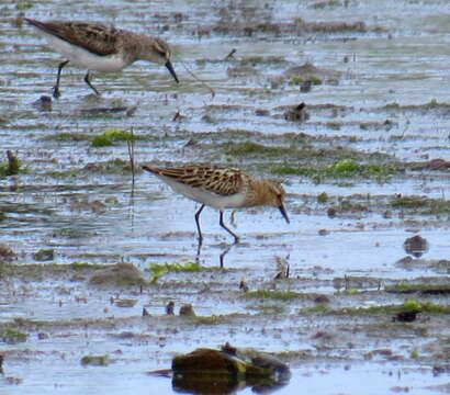 Plancia ëd Calidris minuta (Leisler 1812)