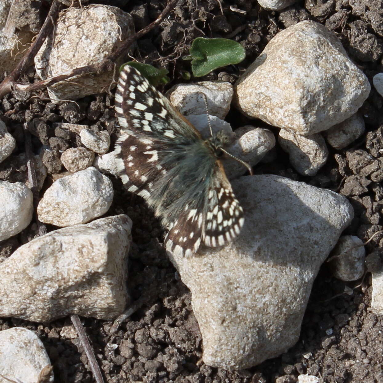 Image of Grizzled skipper