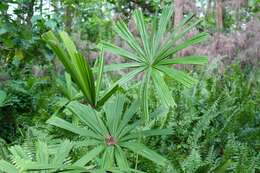 Image of Mangrove fan palm