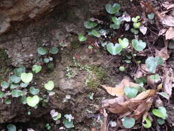 Image of lotus-leaved maidenhair fern