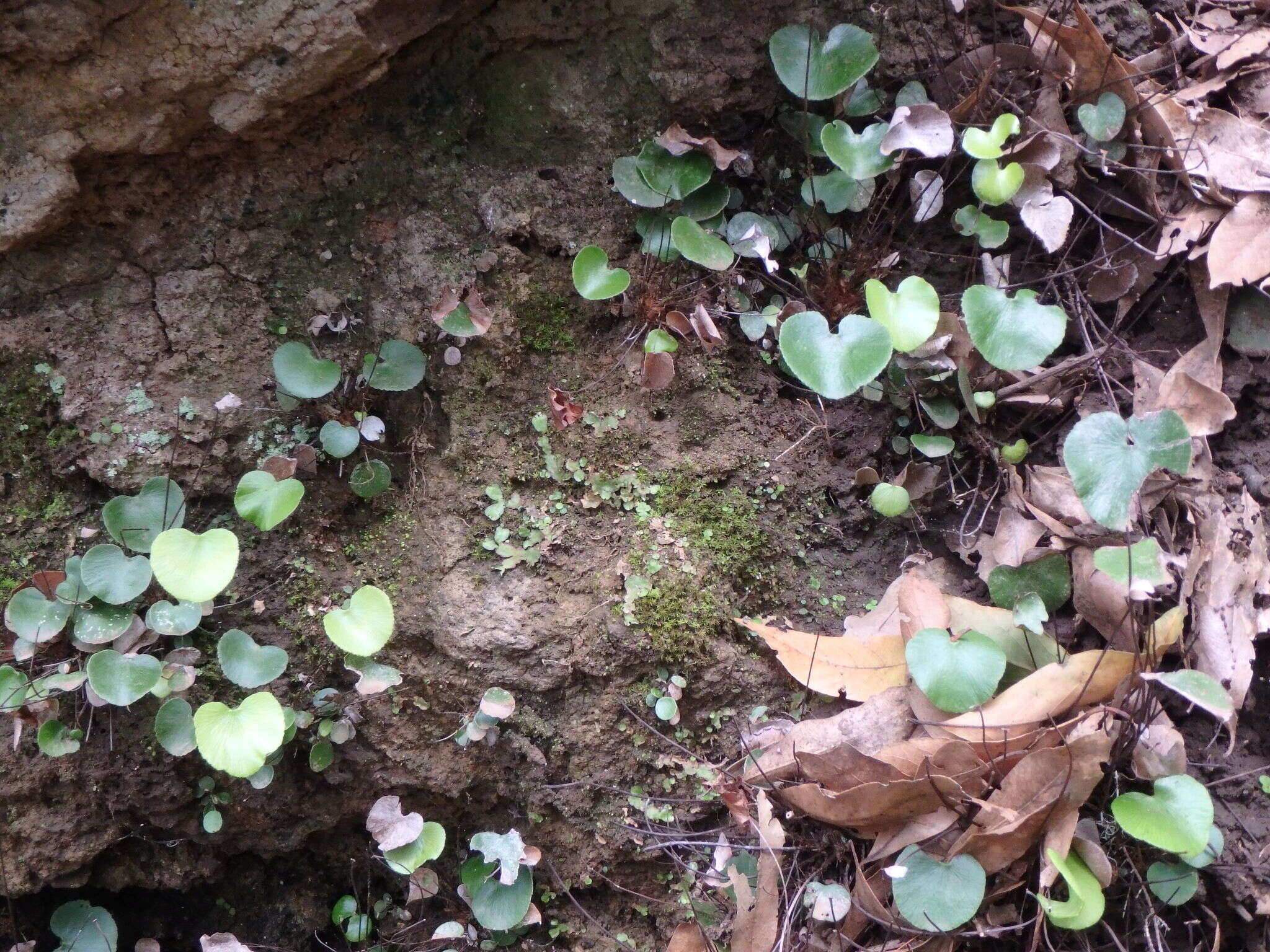 Image of lotus-leaved maidenhair fern