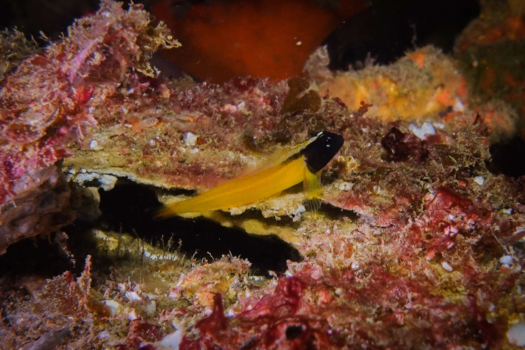 Image of Yellow-and-black Triplefin