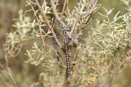 Image of Spinaeschna tripunctata (Martin 1901)