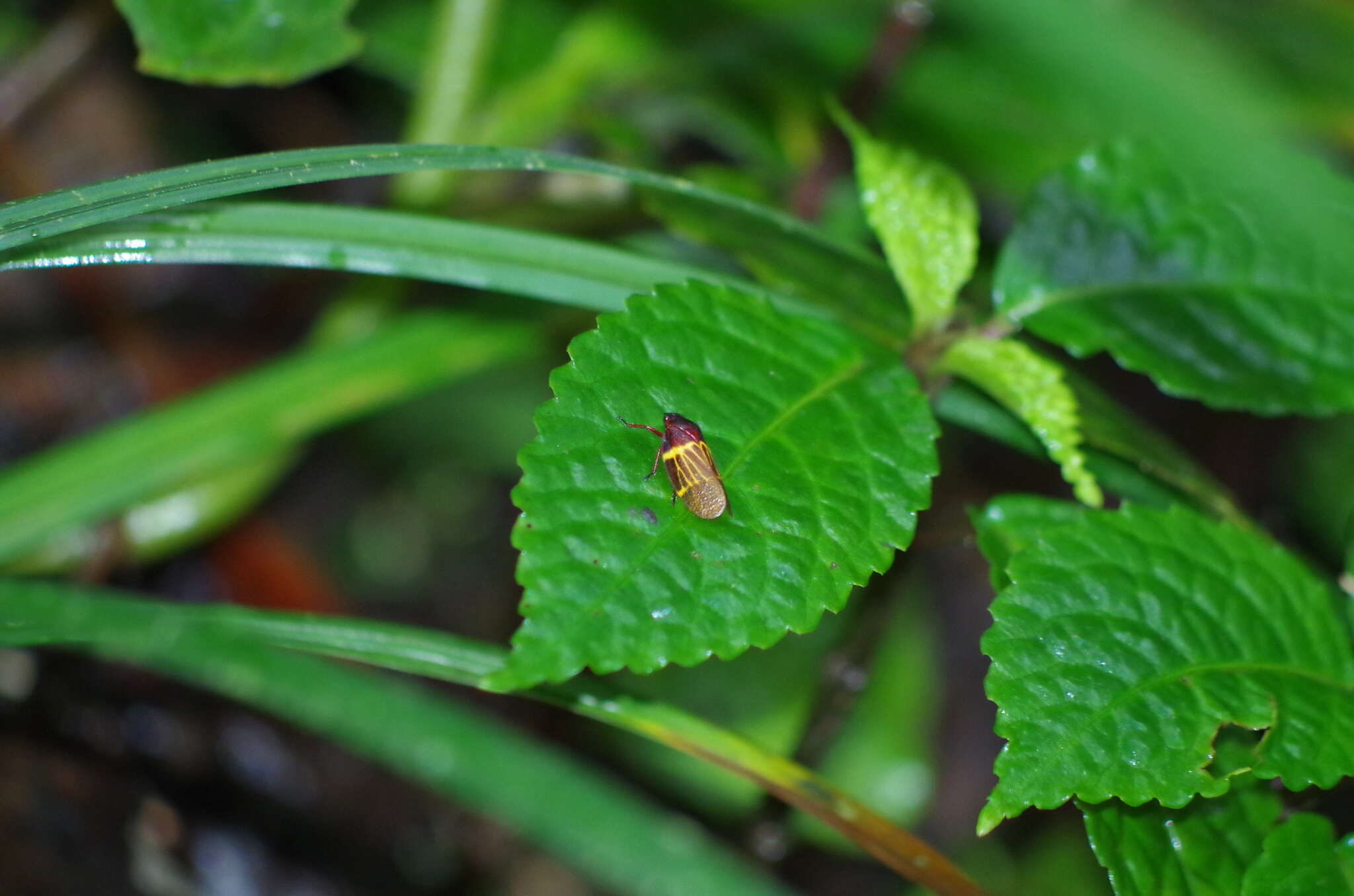 Imagem de Sphenorhina clarivenosa (Jacobi 1908)