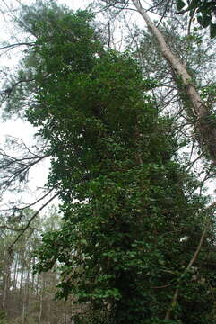 Image of colchis ivy