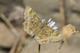 Image of Arizona Powdered-Skipper