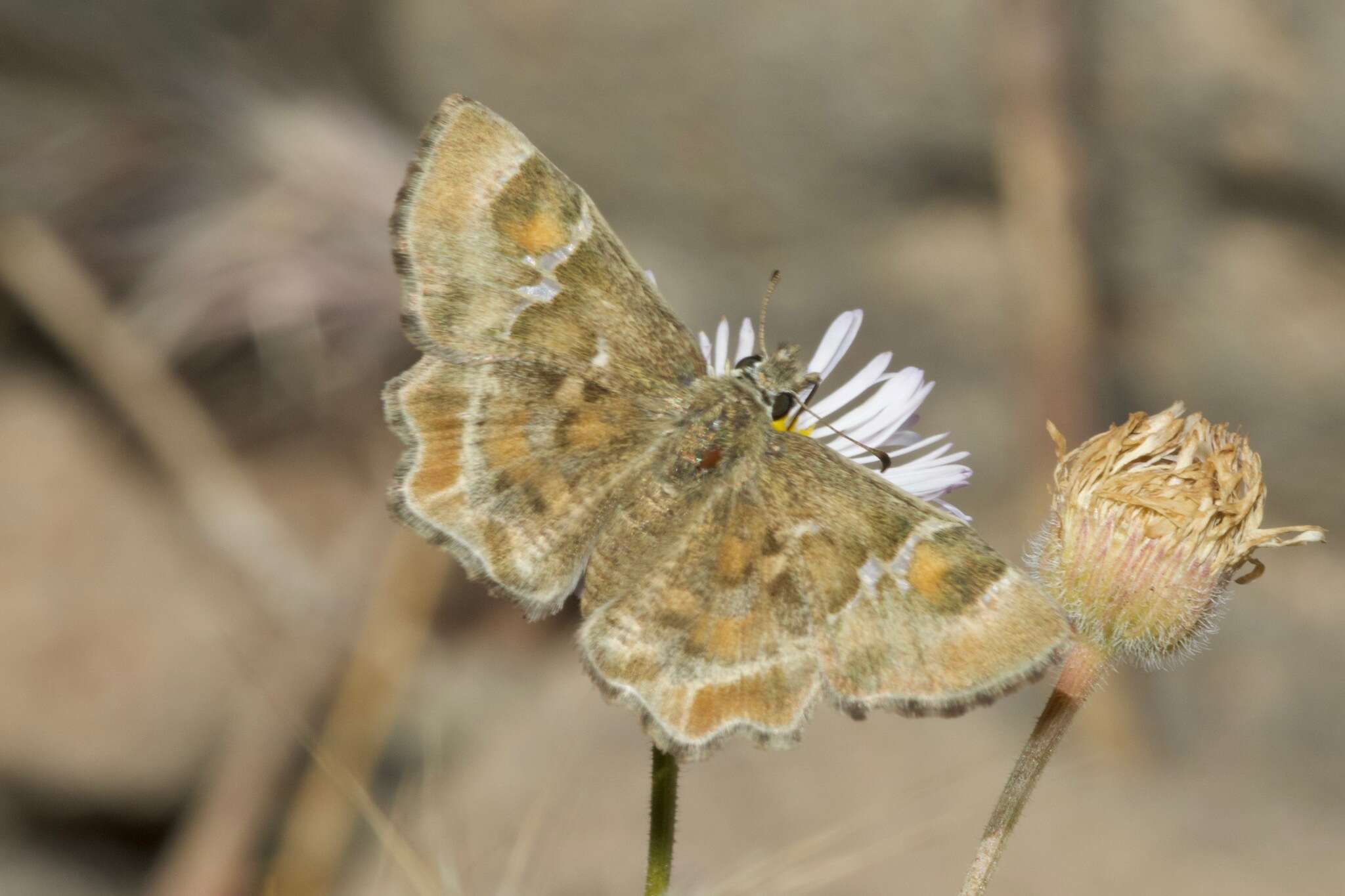 Image of Arizona Powdered-Skipper