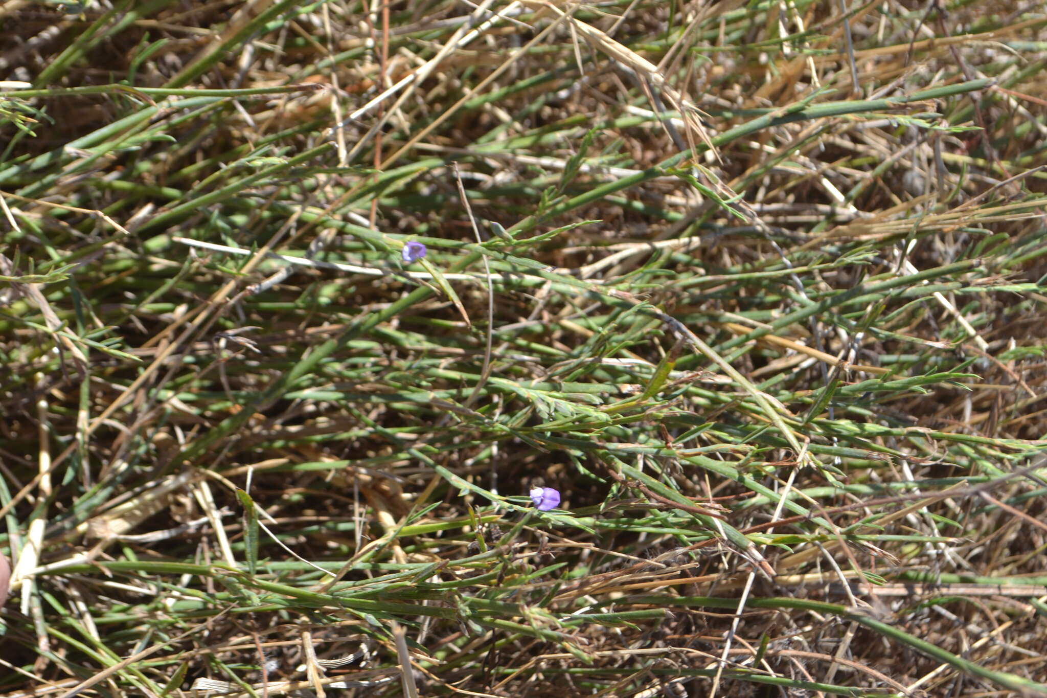 Image of Psoralea alata (Thunb.) T. M. Salter