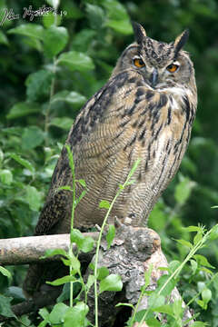 Image of Eurasian Eagle Owl