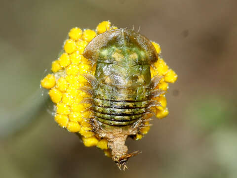 Image of Cassida (Cassida) hyalina Weise 1891