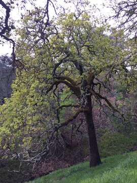 Image of hybrid oak