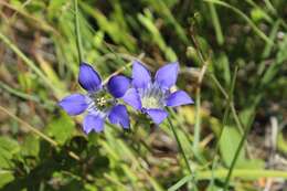 Image of Mendocino gentian