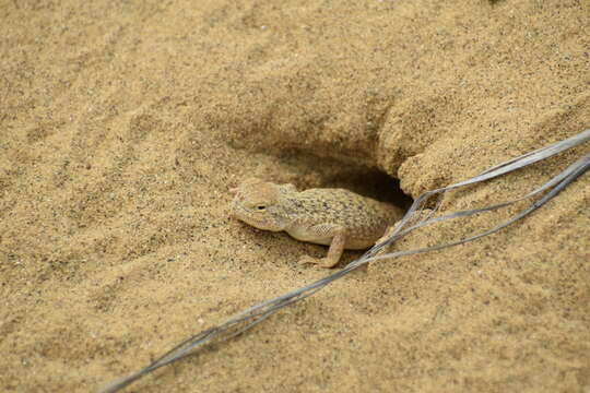 Image of Secret toadhead agama