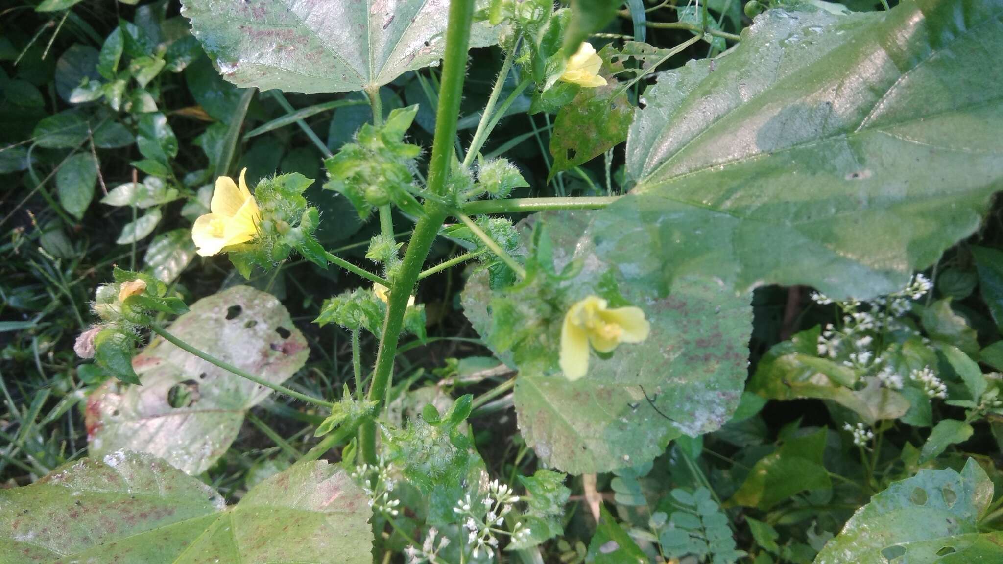 صورة Malachra capitata (L.) L.