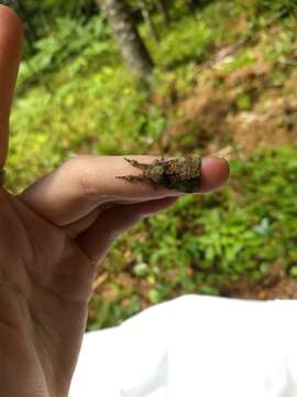 Image of Cinnamon Tussock Moth