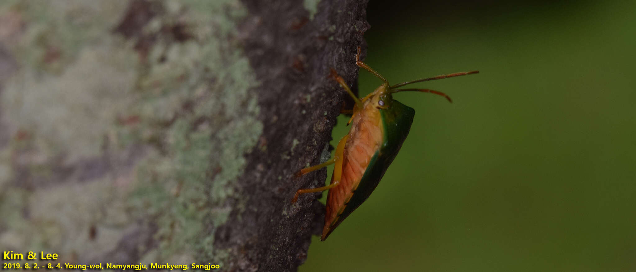 صورة Acanthosoma crassicaudum Jakovlev 1880