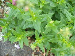 صورة Nemesia fruticans (Thunb.) Benth.