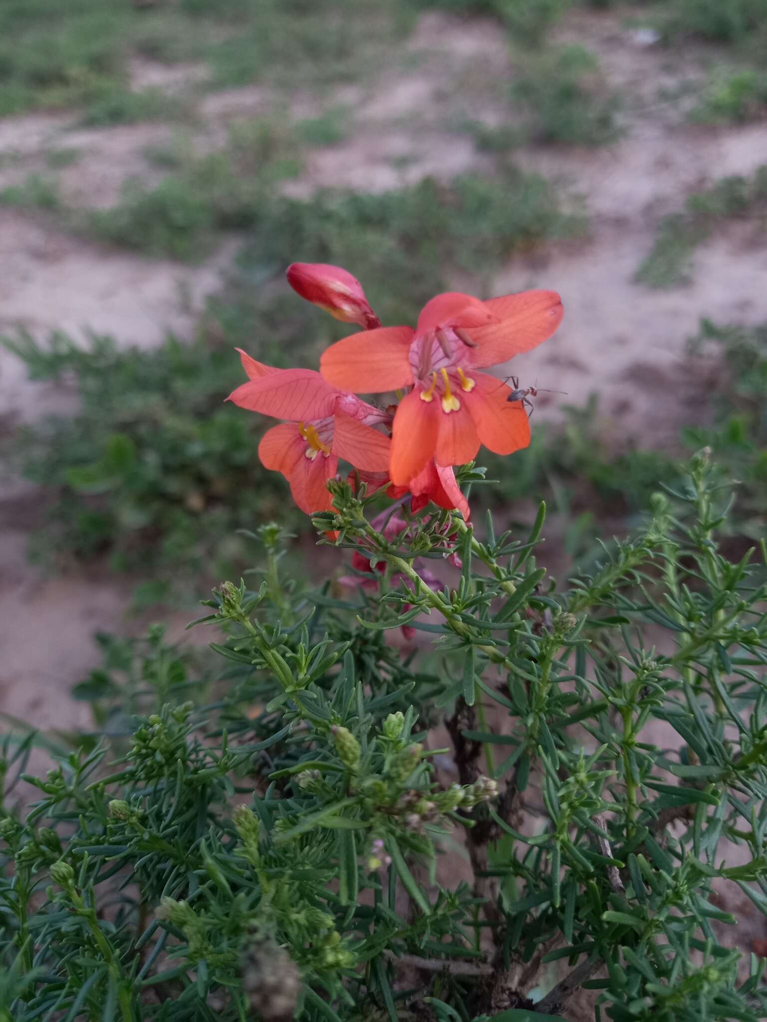 Image of Tritonia laxifolia (Klatt) Baker