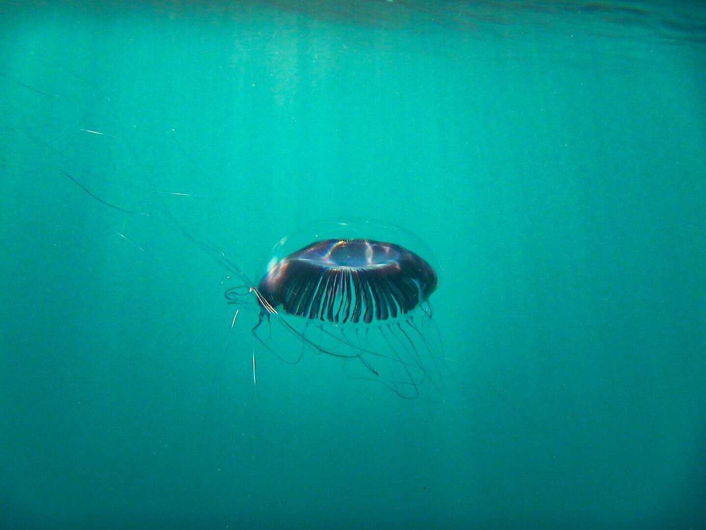 Image of crystal jelly