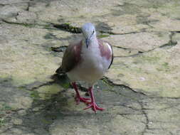 Image of Caribbean Dove