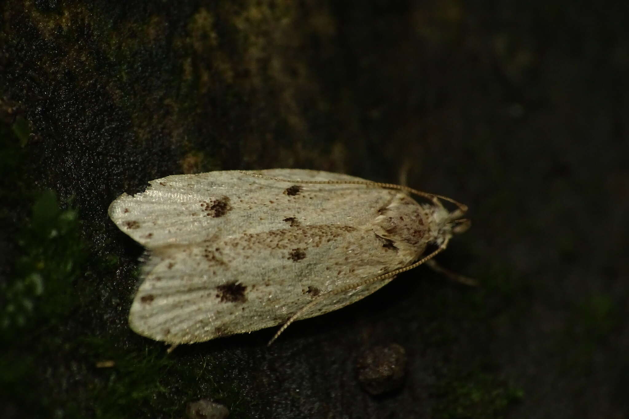 Image of Autosticha calceata Meyrick 1908