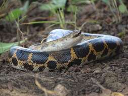 Image of Müller’s sand boa