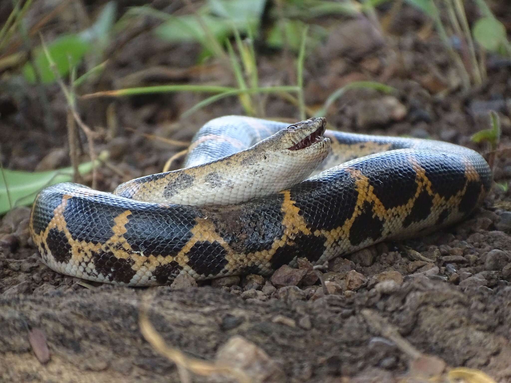 Image de Boa des sables de Müller