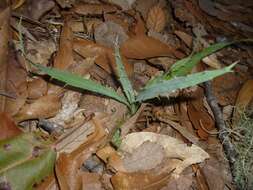 Eryngium gramineum Delar. resmi