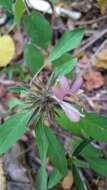 Barleria pulchella Benoist resmi