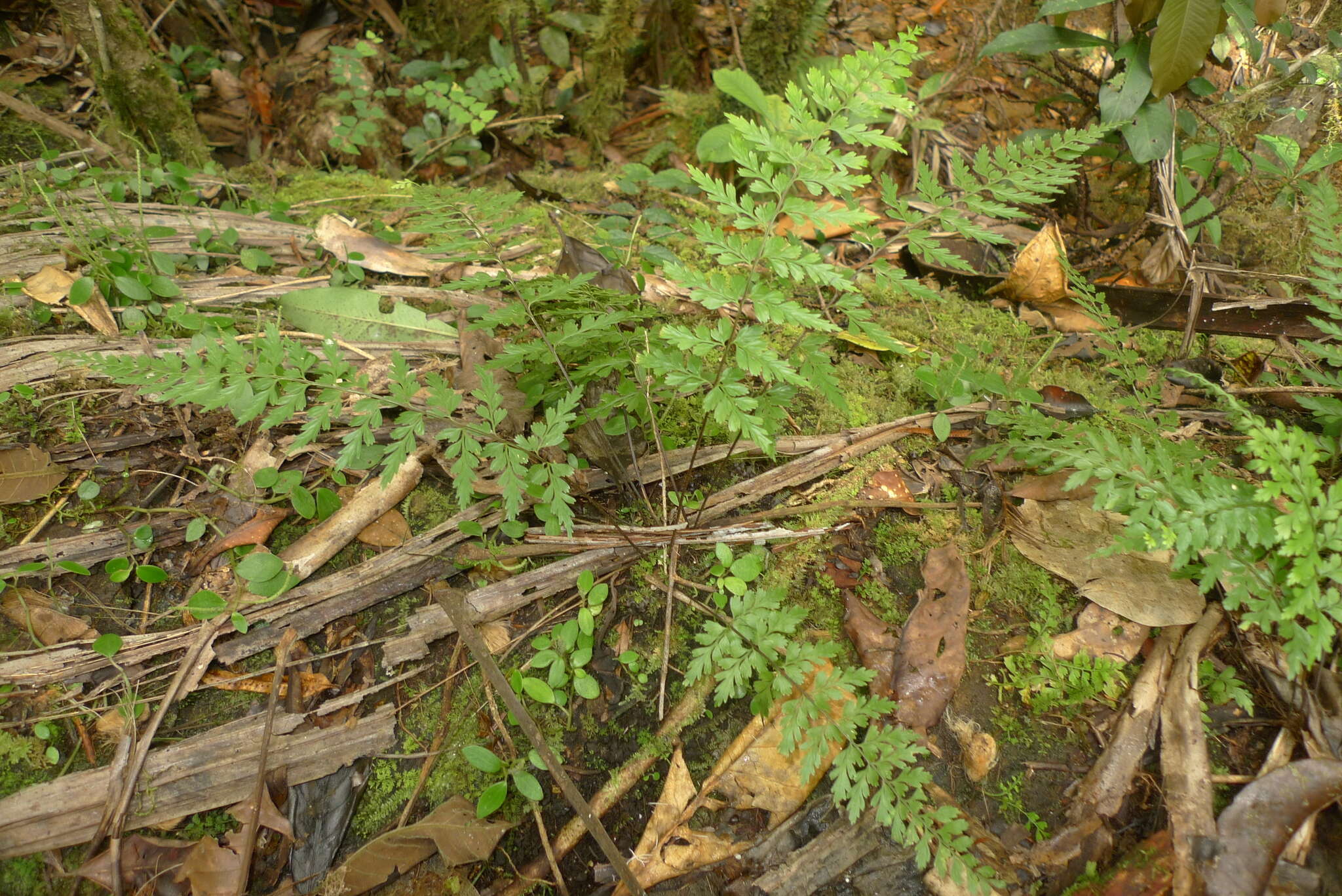 Image of Royal Spleenwort