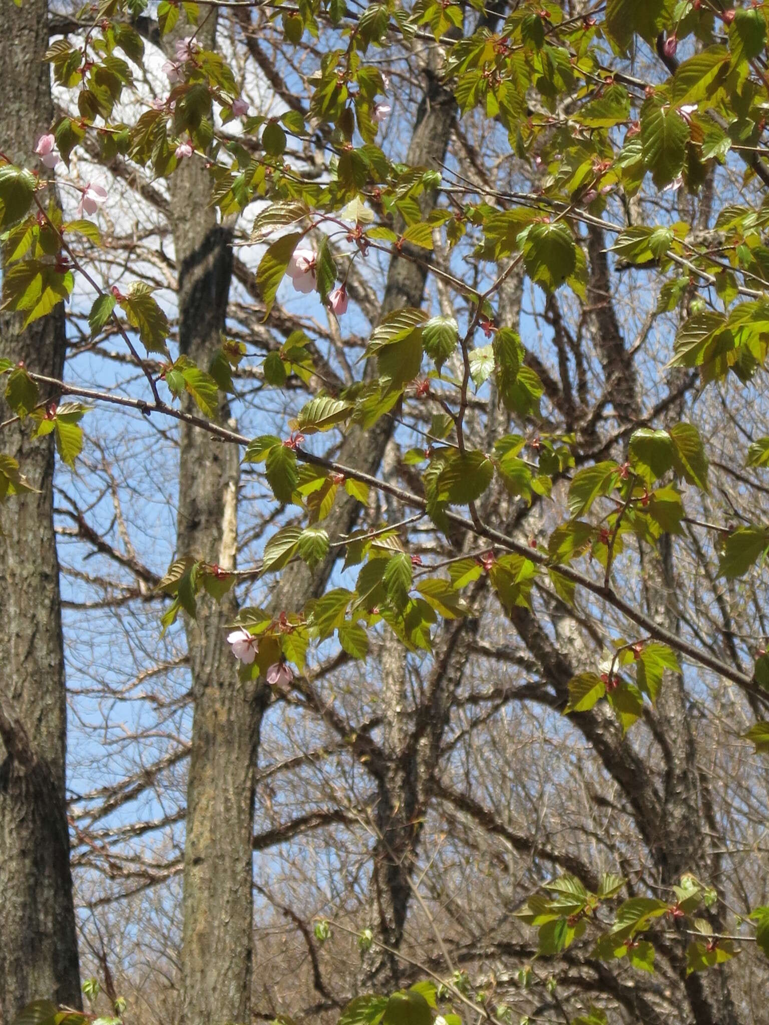 Image de Prunus sargentii Rehd.