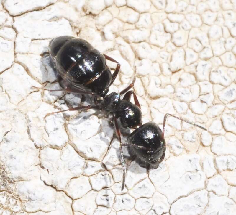 Image of Camponotus piceus (Leach 1825)