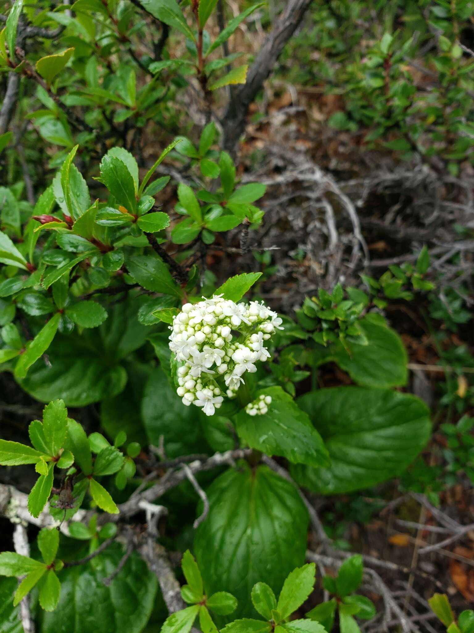 Image of Valeriana lapathifolia Vahl