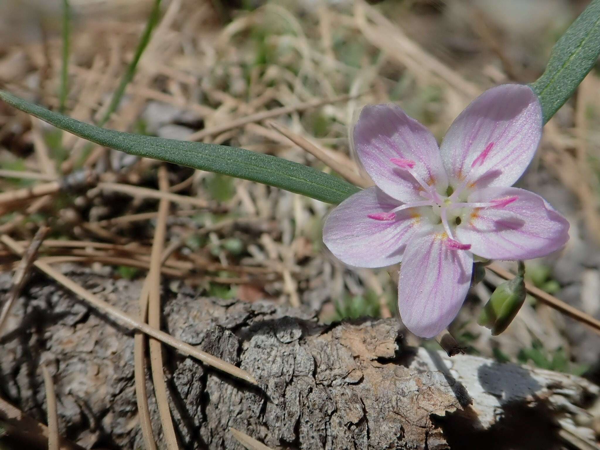Image of western springbeauty