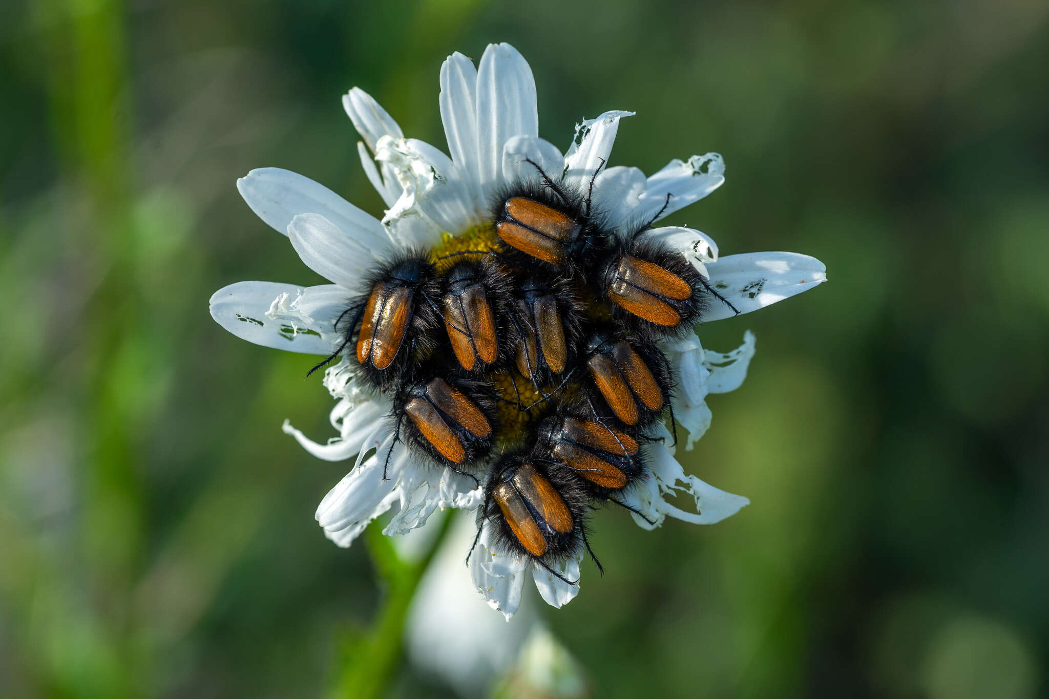 صورة Eulasia (Eulasia) bombyliformis (Pallas 1781)