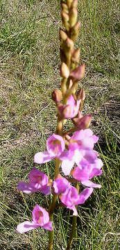 Image of Disa procera H. P. Linder