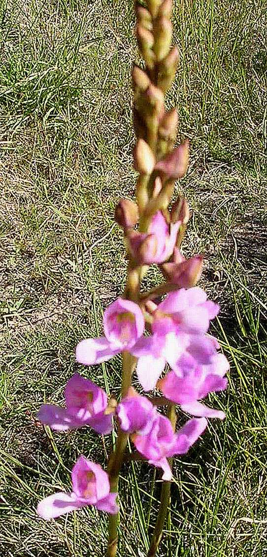 Image de Disa procera H. P. Linder