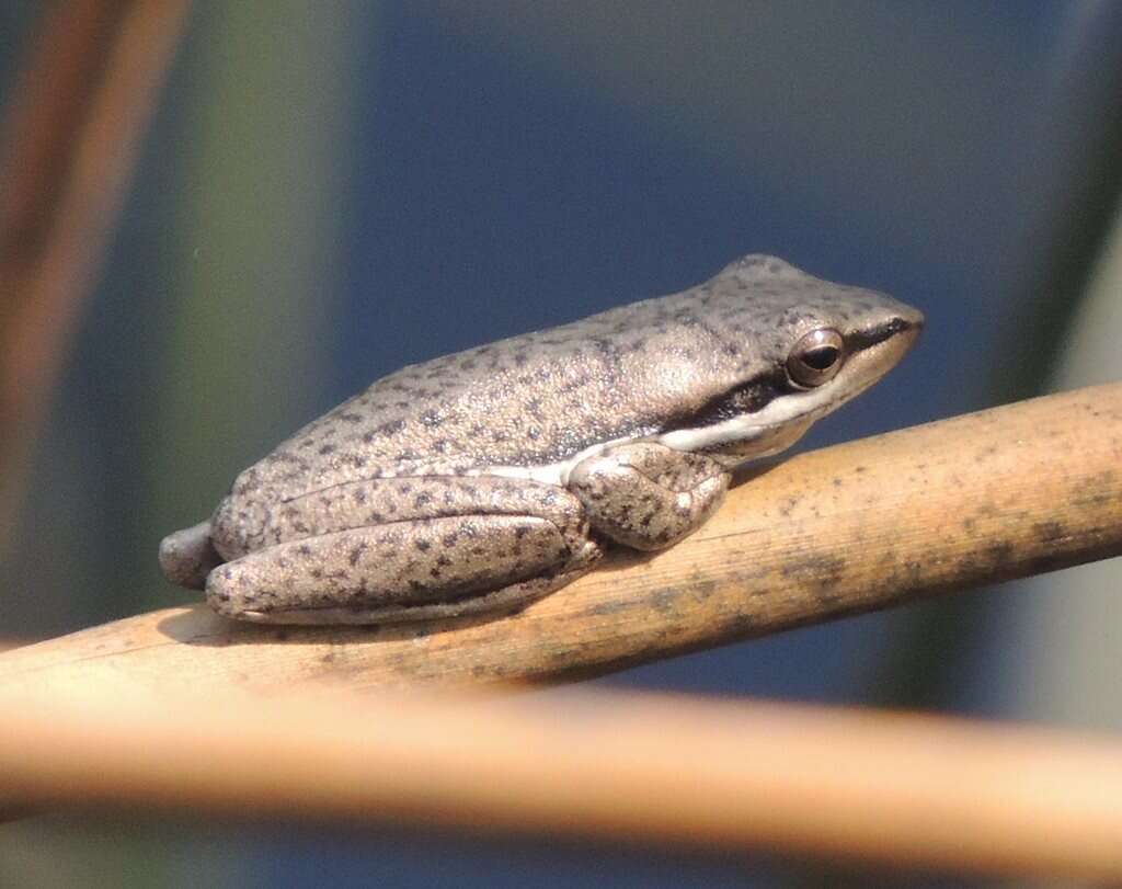 Litoria olongburensis Liem & Ingram 1977的圖片