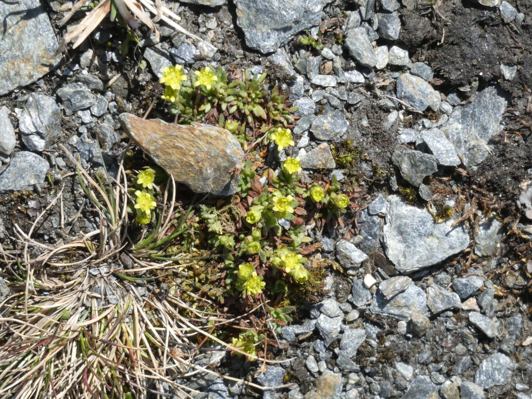 Image of Saxifraga seguieri Sprengel