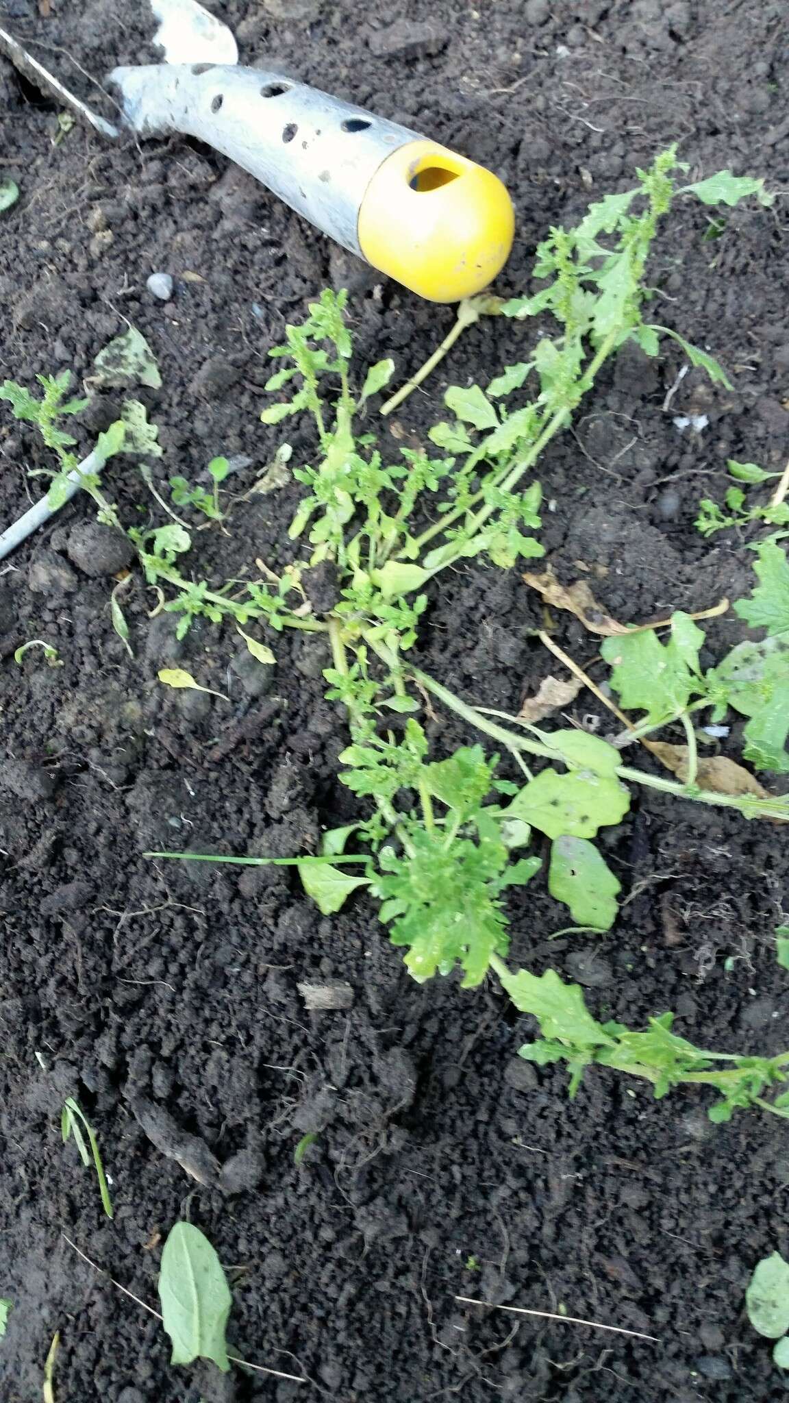 Image of clammy goosefoot