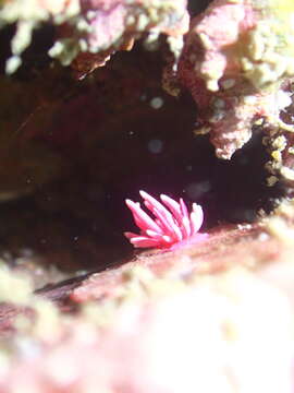 Image of Okenia hiroi (Baba 1938)