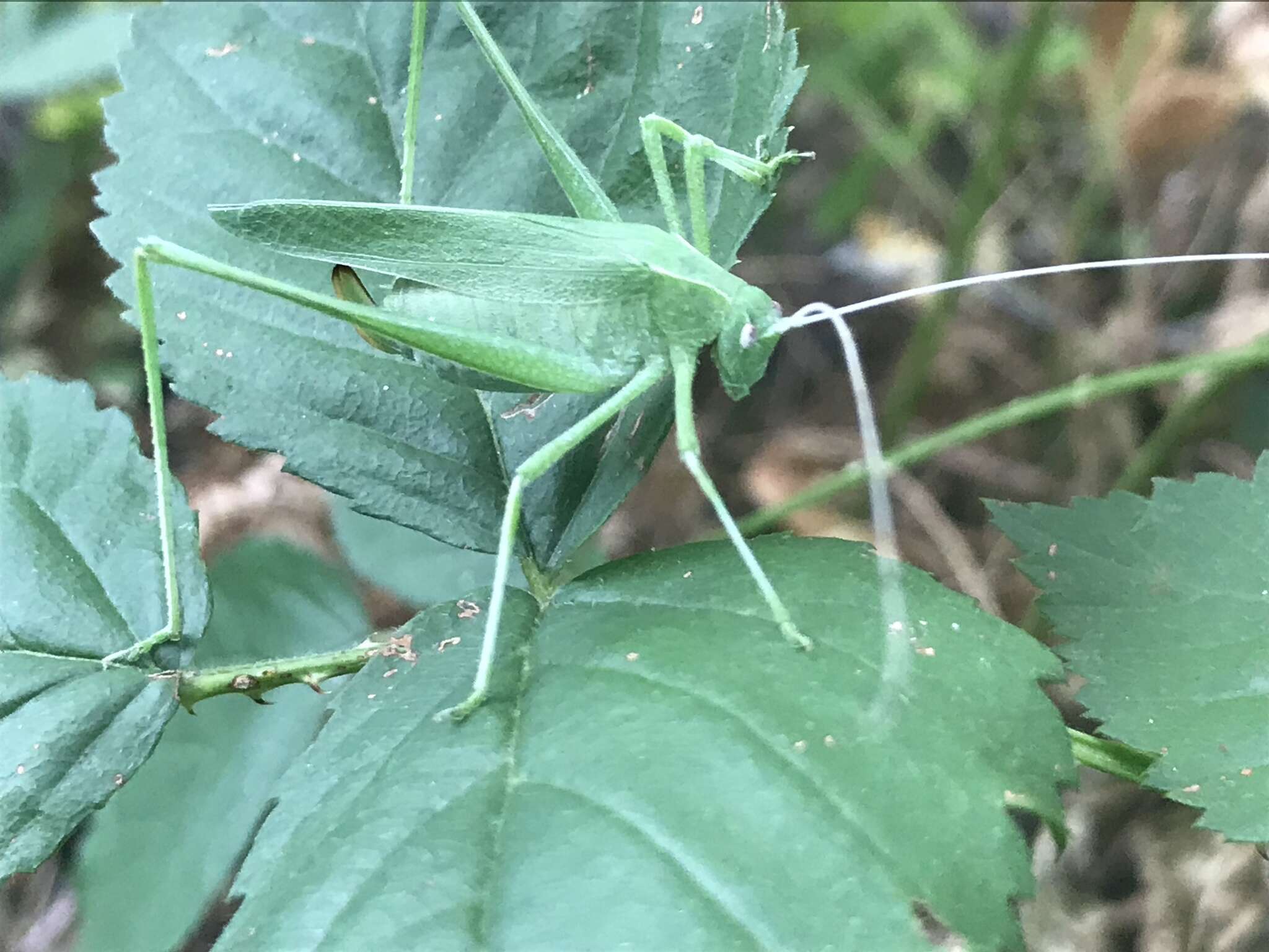 Image of Apache Bush Katydid