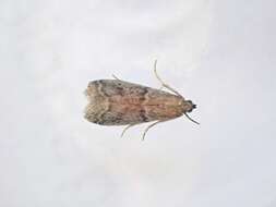 Image of Mediterranean Flour Moth