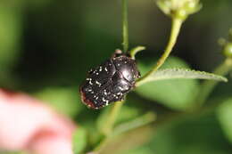 Image of Protaetia (Calopotosia) orientalis sakaii Kobayashi 1994